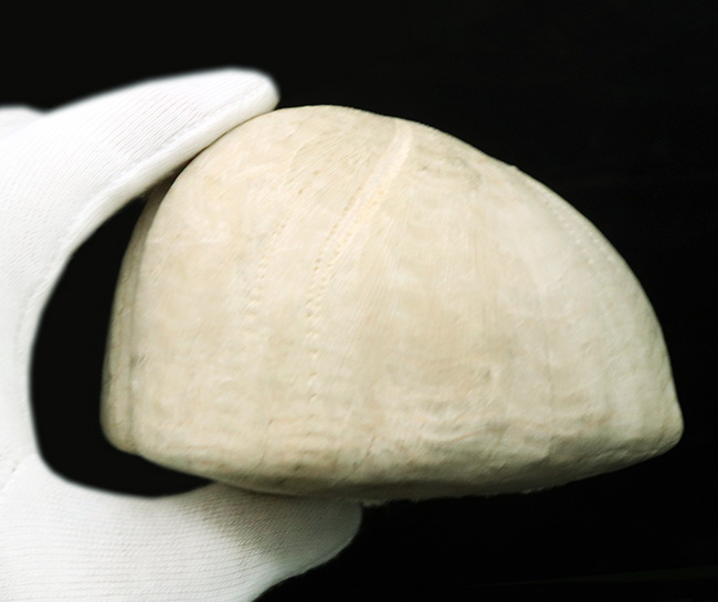 直径最大部10センチ弱！肉まんサイズ！白亜紀の大型のウニ