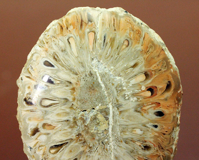 恐竜時代の針葉樹、アラウカリア（Araucaria sp.）の松ぼっくりの化石（その1）