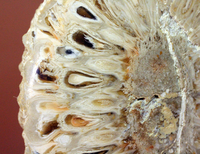 恐竜時代の針葉樹、アラウカリア（Araucaria sp.）の松ぼっくりの化石（その2）