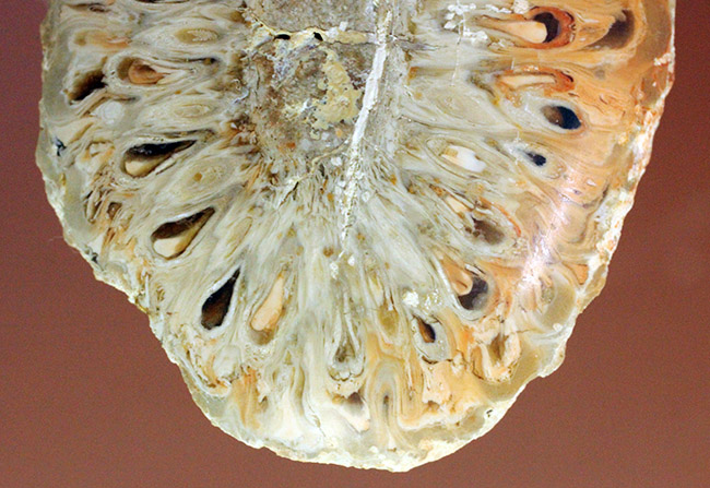 恐竜時代の針葉樹、アラウカリア（Araucaria sp.）の松ぼっくりの化石