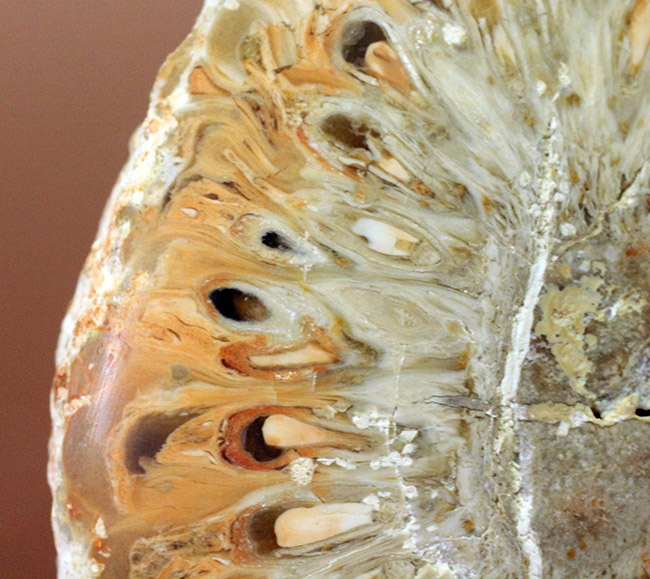 恐竜時代の針葉樹、アラウカリア（Araucaria sp.）の松ぼっくりの化石