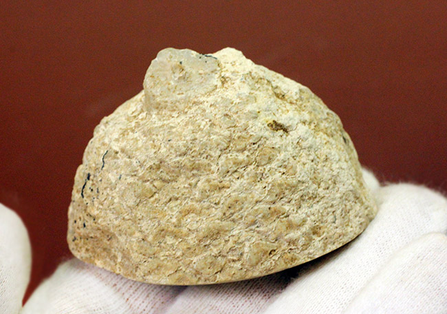 松の木の化石 【公式通販】