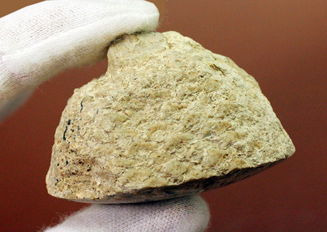 恐竜時代の針葉樹、アラウカリア（Araucaria sp.）の松ぼっくりの化石