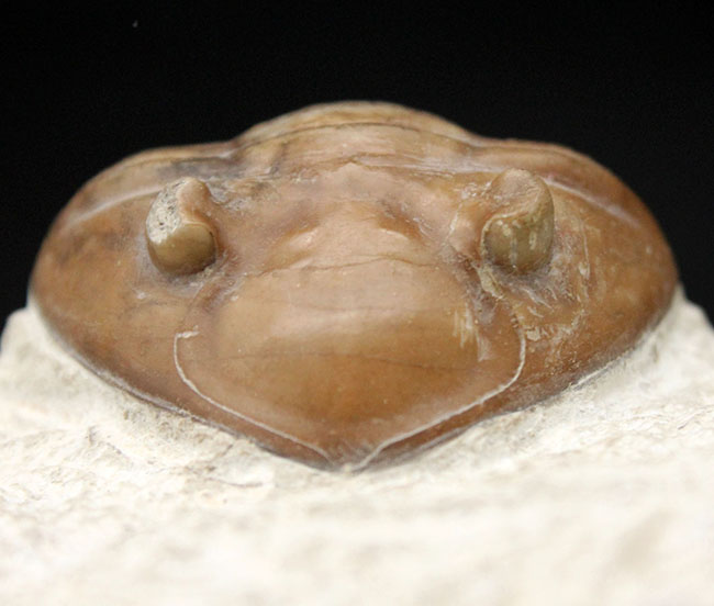 リーズナブルプライスでご紹介。ロシア産アサフス（Asaphus）属の三葉虫の化石（その1）