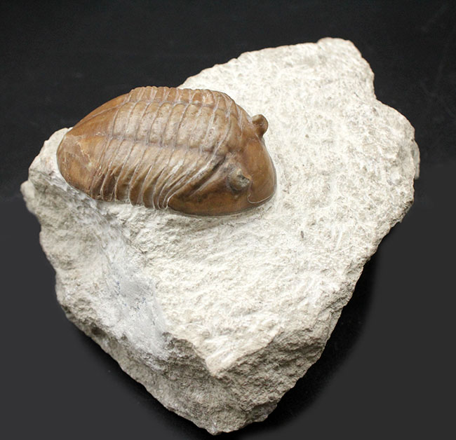 リーズナブルプライスでご紹介。ロシア産アサフス(Asaphus)属の三葉虫の化石(その10)