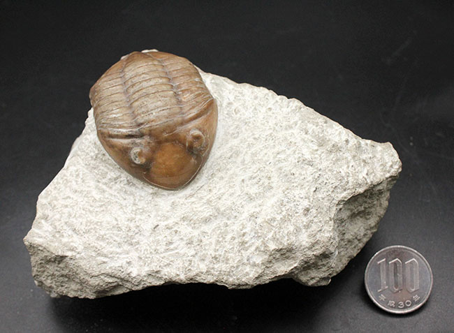リーズナブルプライスでご紹介。ロシア産アサフス（Asaphus）属の三葉虫の化石（その12）