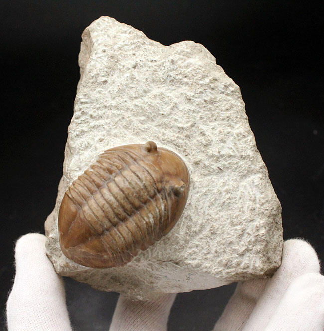 リーズナブルプライスでご紹介。ロシア産アサフス(Asaphus)属の三葉虫の化石(その2)