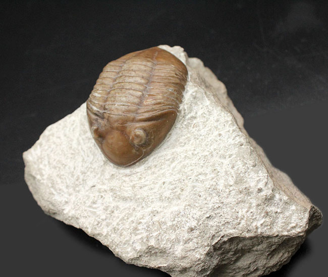 リーズナブルプライスでご紹介。ロシア産アサフス(Asaphus)属の三葉虫の化石(その3)