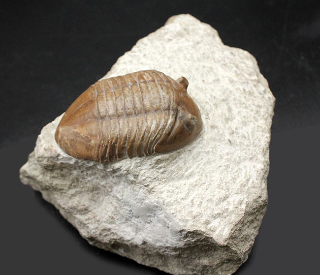 リーズナブルプライスでご紹介。ロシア産アサフス（Asaphus）属の三葉虫の化石（その4）