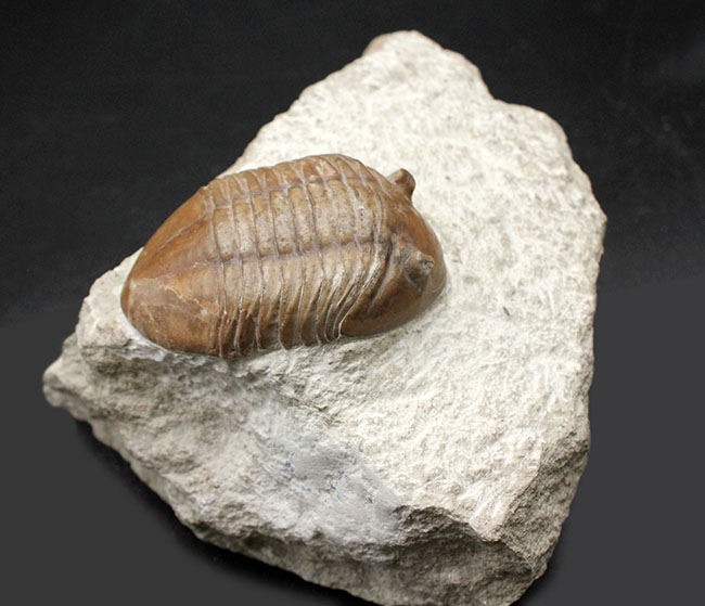 リーズナブルプライスでご紹介。ロシア産アサフス(Asaphus)属の三葉虫の化石(その4)