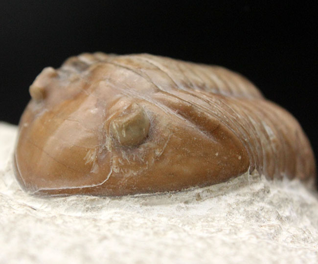 リーズナブルプライスでご紹介。ロシア産アサフス(Asaphus)属の三葉虫の化石(その5)