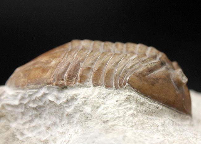 リーズナブルプライスでご紹介。ロシア産アサフス（Asaphus）属の三葉虫の化石（その6）