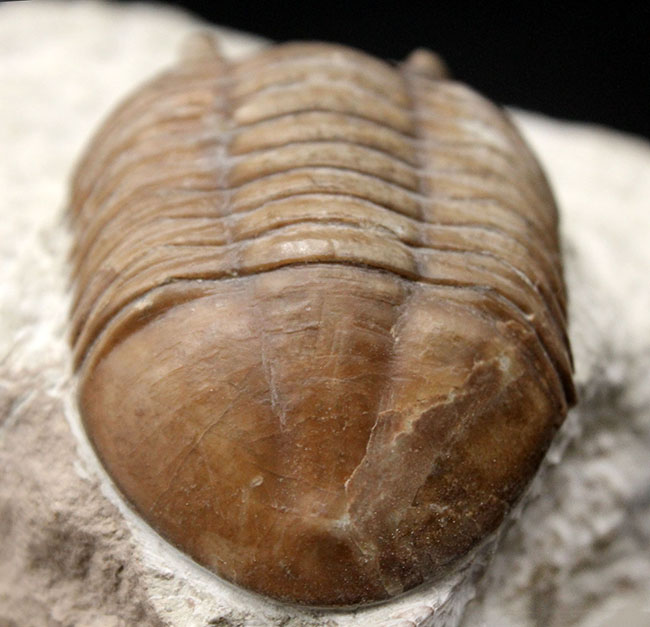 リーズナブルプライスでご紹介。ロシア産アサフス(Asaphus)属の三葉虫の化石(その7)