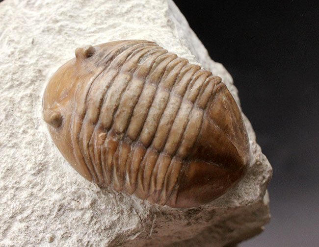 リーズナブルプライスでご紹介。ロシア産アサフス（Asaphus）属の三葉虫の化石（その8）