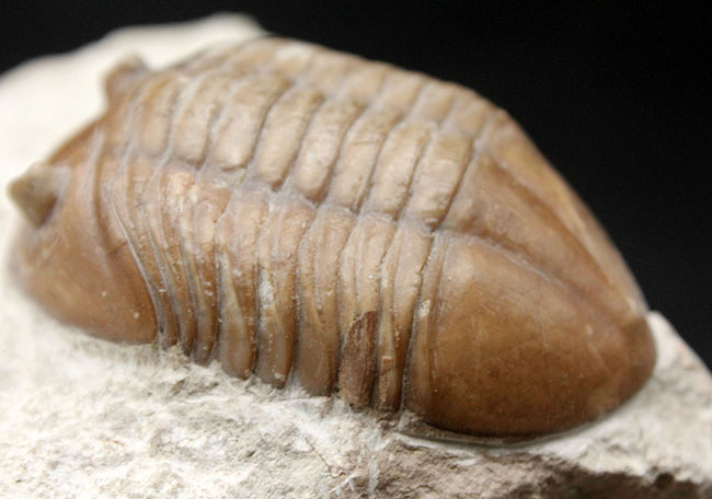 リーズナブルプライスでご紹介。ロシア産アサフス(Asaphus)属の三葉虫の化石(その9)