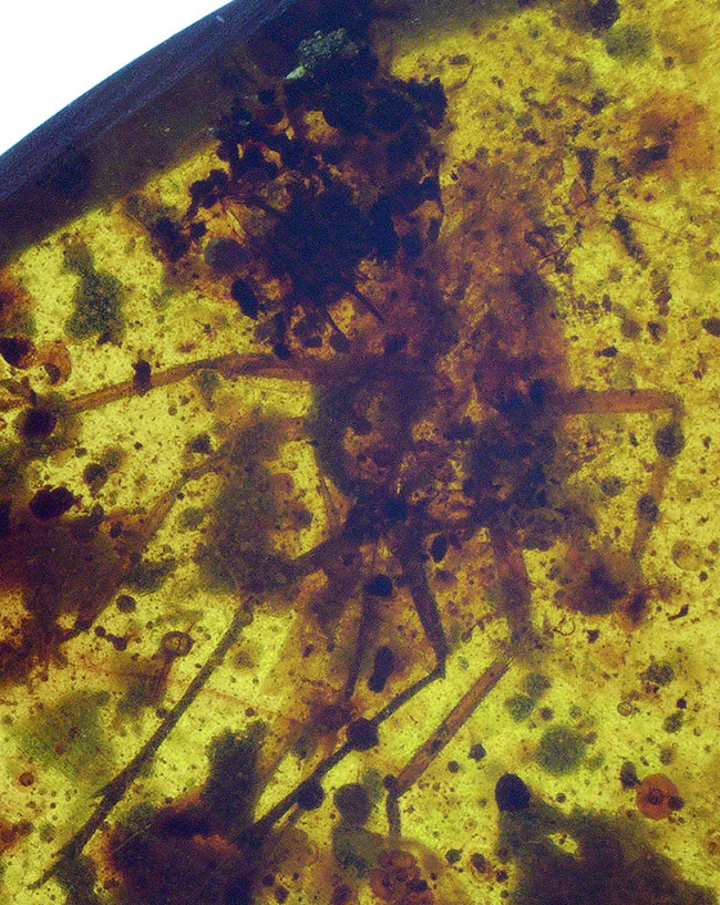 大きな虫が見られます!多種多様な内包物が含まれた、約1億年前の恐竜時代の琥珀、バーマイト(Burmite)(その1)