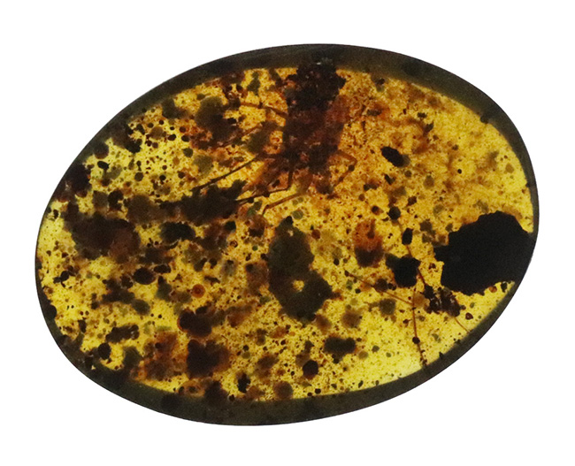 大きな虫が見られます!多種多様な内包物が含まれた、約1億年前の恐竜時代の琥珀、バーマイト(Burmite)(その2)