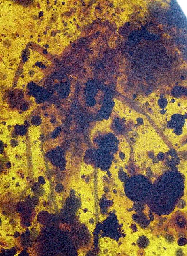 大きな虫が見られます!多種多様な内包物が含まれた、約1億年前の恐竜時代の琥珀、バーマイト(Burmite)(その5)