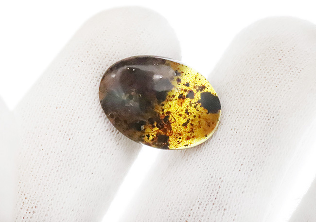 大きな虫が見られます!多種多様な内包物が含まれた、約1億年前の恐竜時代の琥珀、バーマイト(Burmite)(その6)