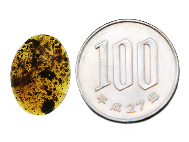 大きな虫が見られます!多種多様な内包物が含まれた、約1億年前の恐竜時代の琥珀、バーマイト(Burmite)(その9)