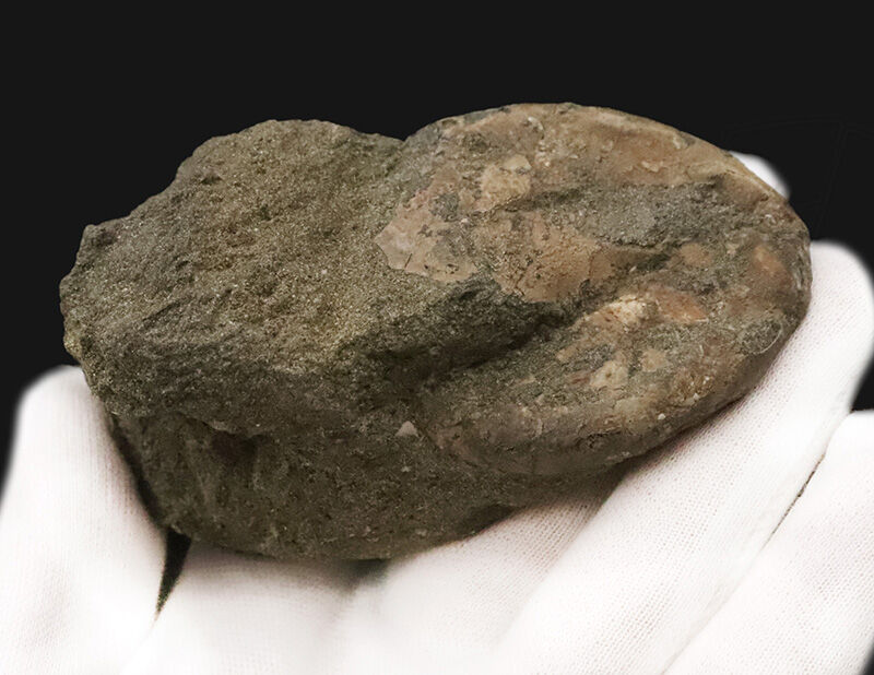 初登場、アンモナイト亡き後の海を泳いだ「絶滅オウムガイ」アツリア（Aturia）の化石（その2）