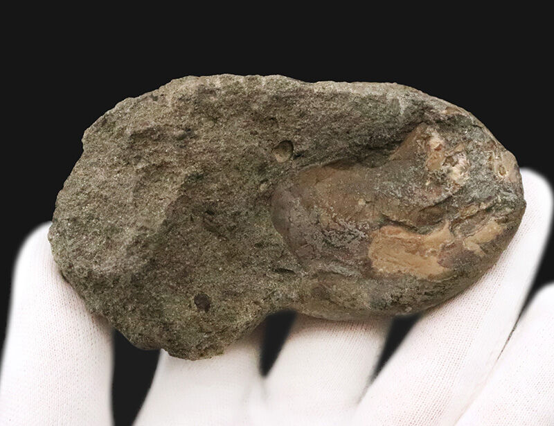 初登場、アンモナイト亡き後の海を泳いだ「絶滅オウムガイ」アツリア（Aturia）の化石（その4）