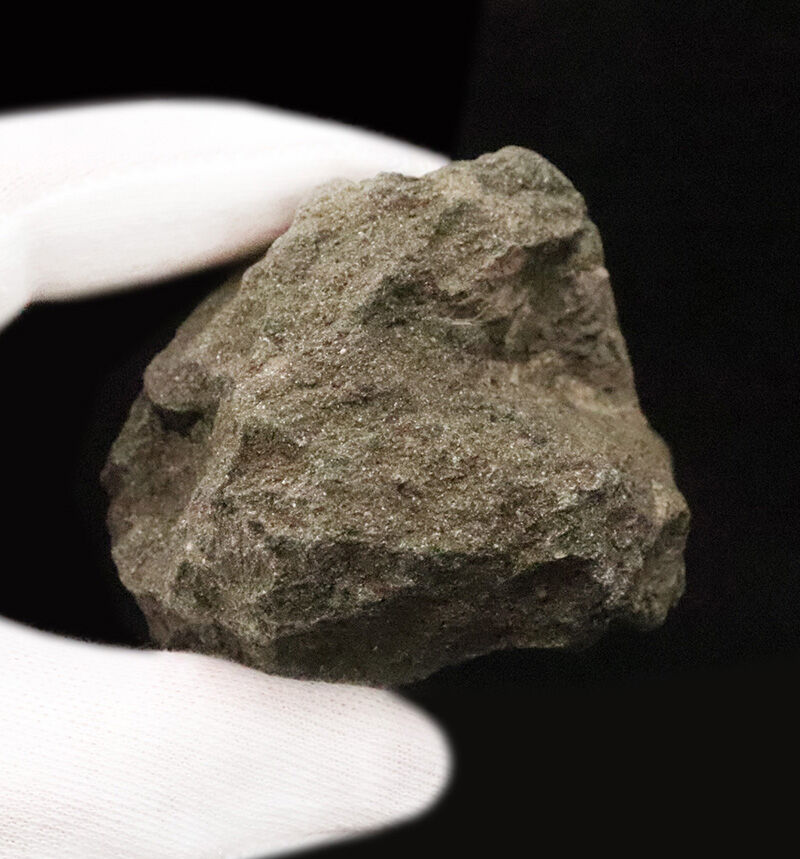 初登場、アンモナイト亡き後の海を泳いだ「絶滅オウムガイ」アツリア（Aturia）の化石（その6）