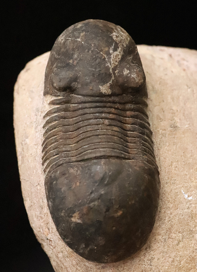 激動のデボン紀を“ステルス戦略”で生き抜いた異色の三葉虫、パラレジュルス（Paralejurus）の上質個体（その1）