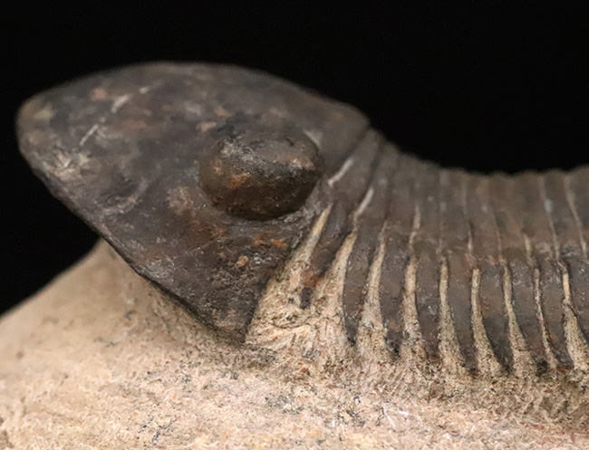 激動のデボン紀を“ステルス戦略”で生き抜いた異色の三葉虫、パラレジュルス（Paralejurus）の上質個体（その5）