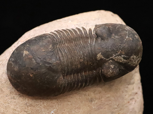激動のデボン紀を“ステルス戦略”で生き抜いた異色の三葉虫、パラレジュルス（Paralejurus）の上質個体（その7）