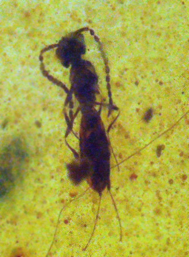 美しい琥珀色と、白亜紀の森の記憶を宿す価値ある琥珀 … バーマイト（Burmite）（その1）