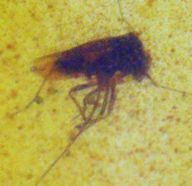 美しい琥珀色と、白亜紀の森の記憶を宿す価値ある琥珀 … バーマイト（Burmite）（その2）