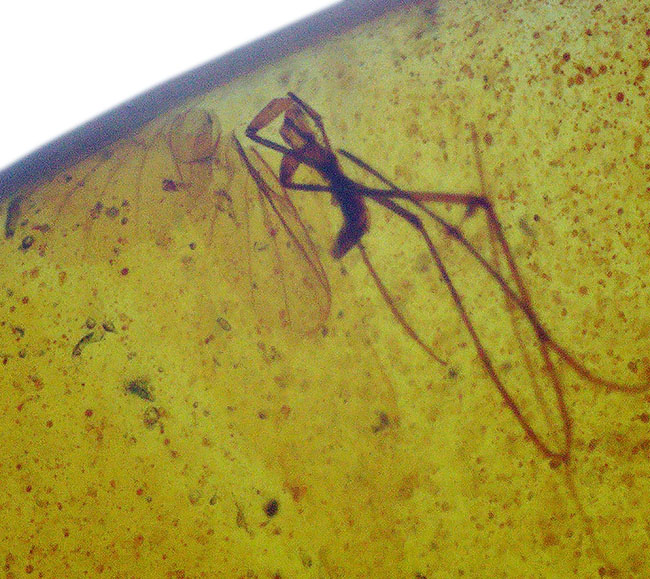 美しい琥珀色と、白亜紀の森の記憶を宿す価値ある琥珀 … バーマイト（Burmite）（その3）