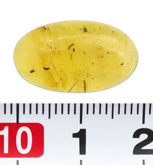 美しい琥珀色と、白亜紀の森の記憶を宿す価値ある琥珀 … バーマイト（Burmite）（その6）