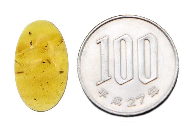 美しい琥珀色と、白亜紀の森の記憶を宿す価値ある琥珀 … バーマイト（Burmite）（その7）