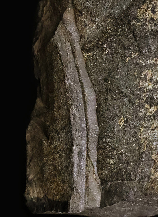 【国産・ジュラ紀】群馬県産ニルソニア（Nilssonia） 16.9cm。鮮烈な平行脈と、実体を留める「炭化層」を保持！（その1）