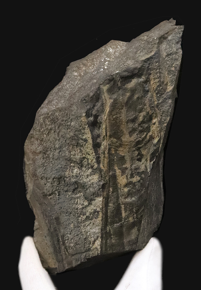 【国産・ジュラ紀】群馬県産ニルソニア（Nilssonia） 16.9cm。鮮烈な平行脈と、実体を留める「炭化層」を保持！（その2）