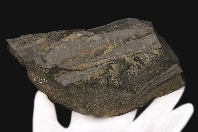 【国産・ジュラ紀】群馬県産ニルソニア（Nilssonia） 16.9cm。鮮烈な平行脈と、実体を留める「炭化層」を保持！（その3）