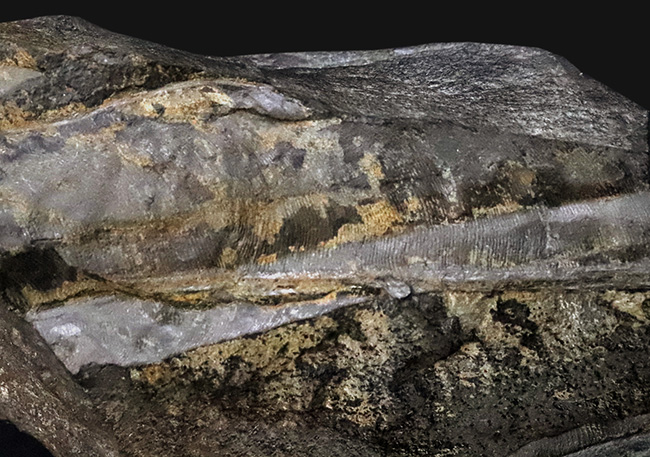 【国産・ジュラ紀】群馬県産ニルソニア（Nilssonia） 16.9cm。鮮烈な平行脈と、実体を留める「炭化層」を保持！（その4）