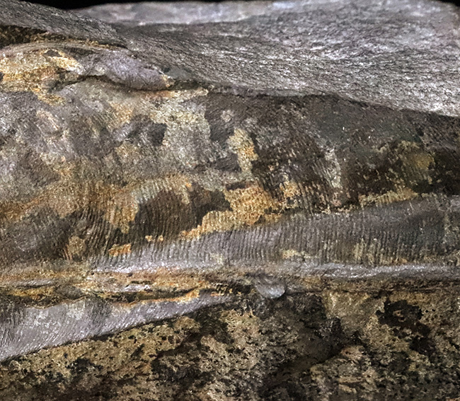 【国産・ジュラ紀】群馬県産ニルソニア（Nilssonia） 16.9cm。鮮烈な平行脈と、実体を留める「炭化層」を保持！（その5）