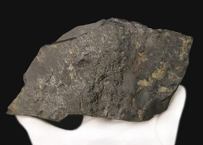 【国産・ジュラ紀】群馬県産ニルソニア（Nilssonia） 16.9cm。鮮烈な平行脈と、実体を留める「炭化層」を保持！（その6）