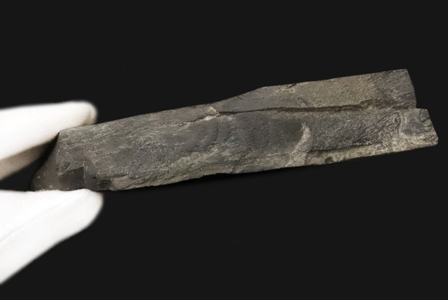 【国産・ジュラ紀】群馬県産ニルソニア（Nilssonia） 16.9cm。鮮烈な平行脈と、実体を留める「炭化層」を保持！（その7）