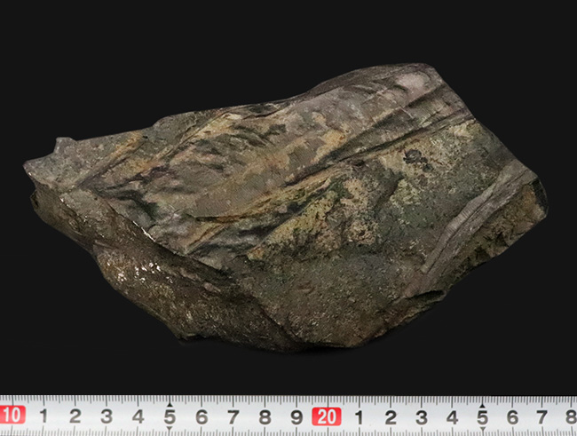 【国産・ジュラ紀】群馬県産ニルソニア（Nilssonia） 16.9cm。鮮烈な平行脈と、実体を留める「炭化層」を保持！（その8）