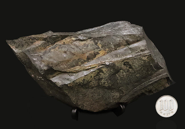 【国産・ジュラ紀】群馬県産ニルソニア（Nilssonia） 16.9cm。鮮烈な平行脈と、実体を留める「炭化層」を保持！（その9）