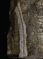 【国産・ジュラ紀】群馬県産ニルソニア（Nilssonia） 16.9cm。鮮烈な平行脈と、実体を留める「炭化層」を保持！