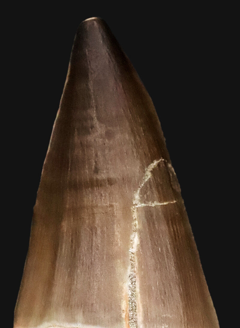 周長9.6cmの圧倒的ボリューム！艶やかなエナメル質が映えるモササウルス（Mosasaurus）の巨大歯（その6）