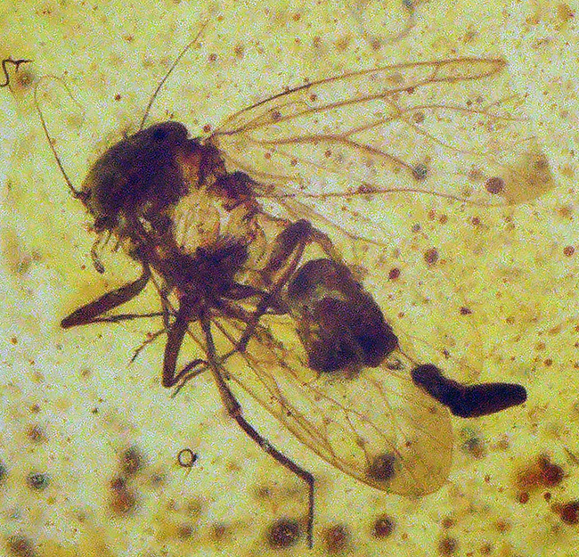 バーマイトの中でも、ひときわクリアな個体！翅脈までしっかり保存された羽虫が潜む、約1億年前の琥珀「バーマイト（Burmite）」（その1）