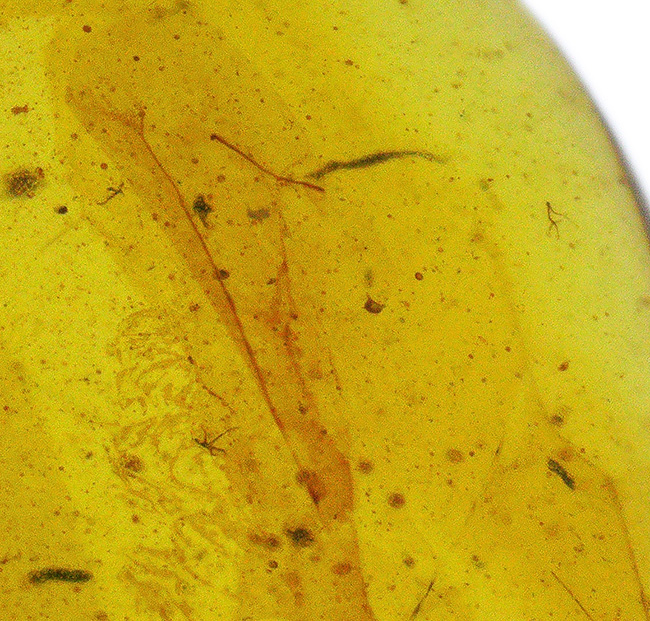 バーマイトの中でも、ひときわクリアな個体！翅脈までしっかり保存された羽虫が潜む、約1億年前の琥珀「バーマイト（Burmite）」（その2）