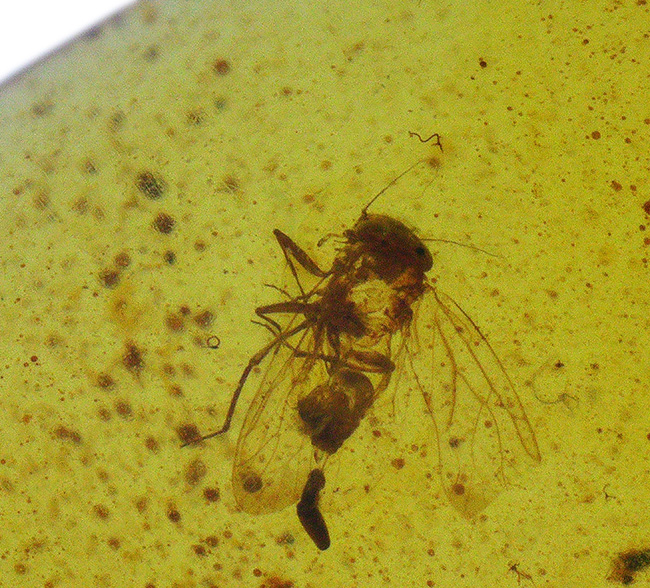 バーマイトの中でも、ひときわクリアな個体！翅脈までしっかり保存された羽虫が潜む、約1億年前の琥珀「バーマイト（Burmite）」（その3）