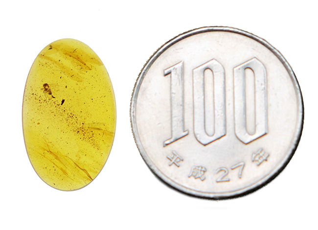 バーマイトの中でも、ひときわクリアな個体！翅脈までしっかり保存された羽虫が潜む、約1億年前の琥珀「バーマイト（Burmite）」（その8）